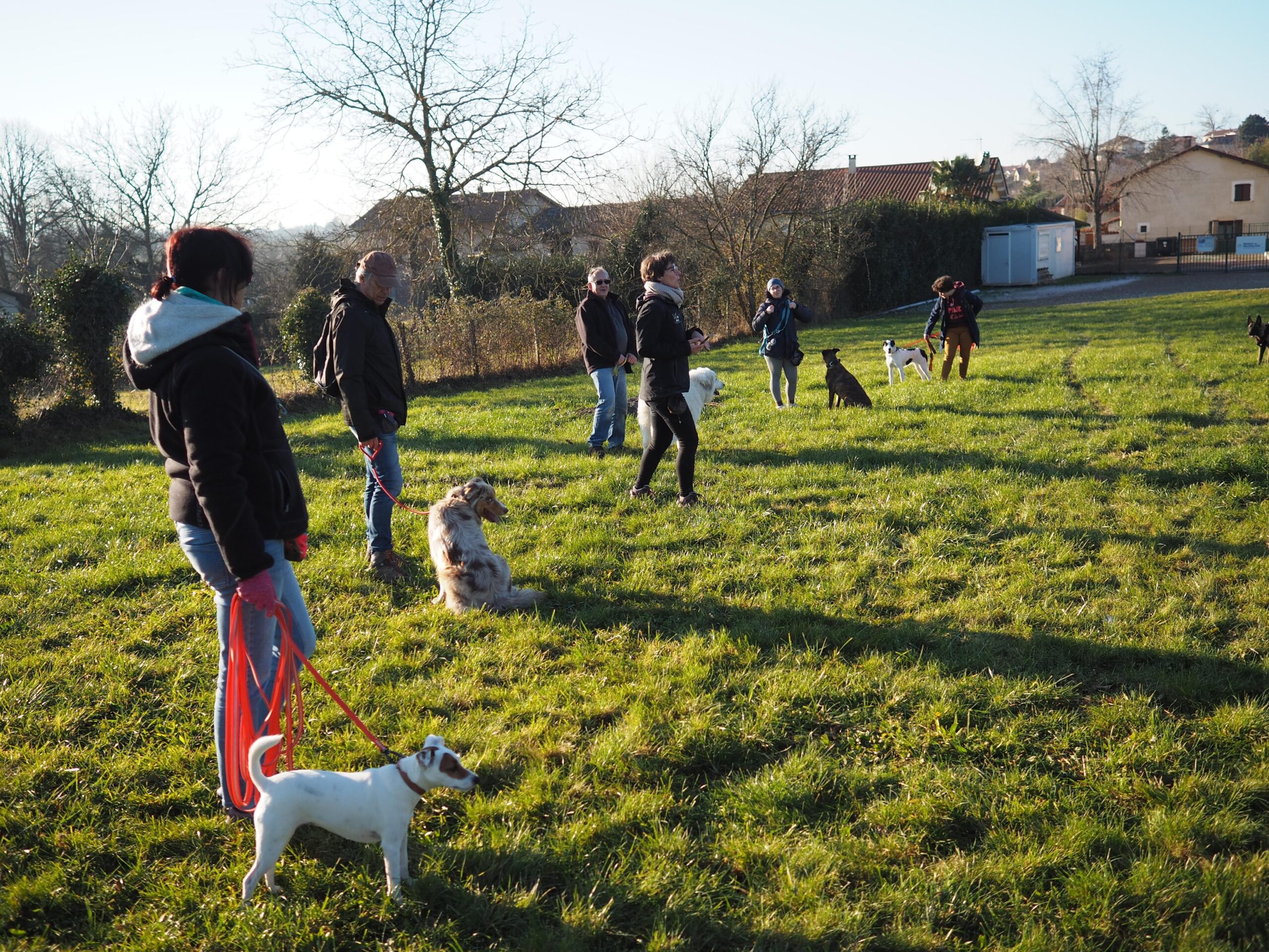 apprentissage du rappel chien Bourgoin-Jallieu