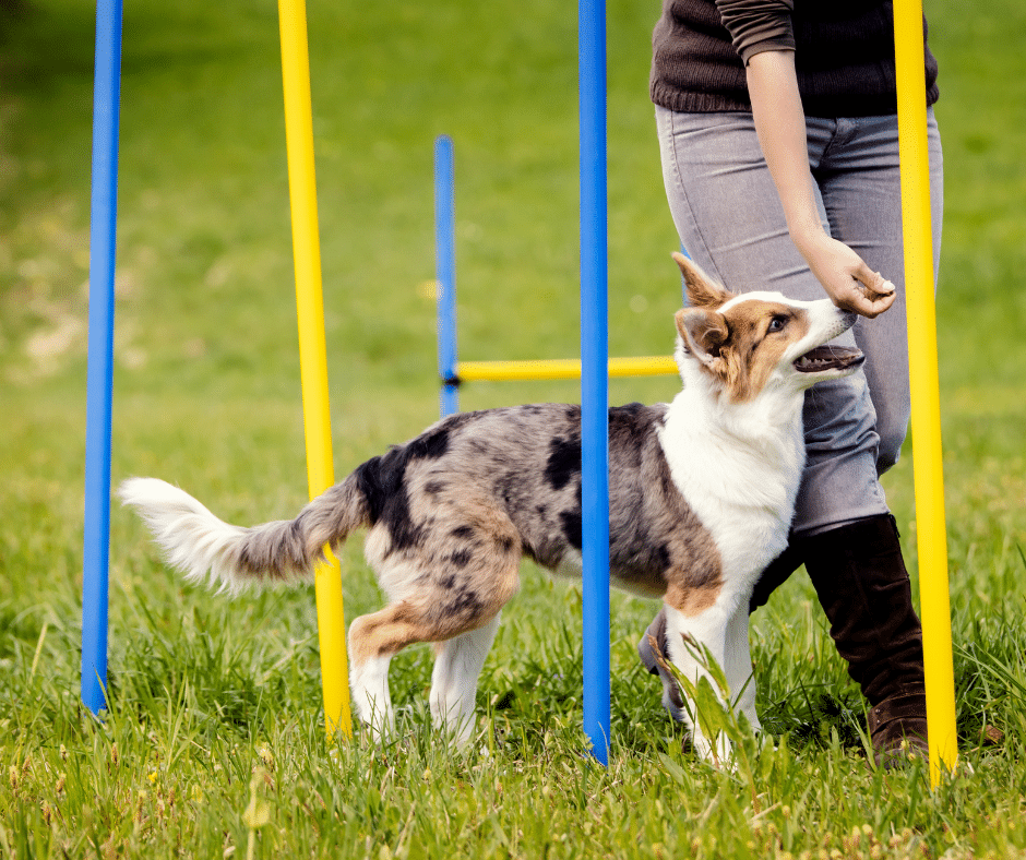 éducation chiot Dog Déclic