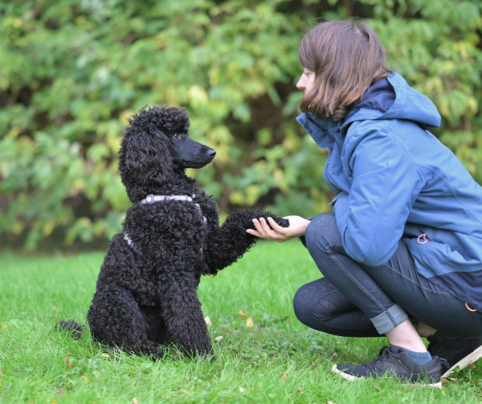 Chiot recevant une récompense lors d’une séance d’éducation positive