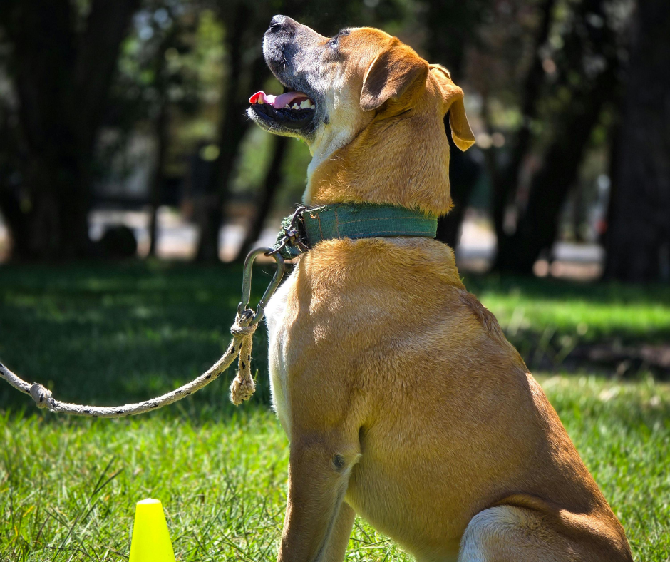 Chien apprenant l’ordre assis avec son maître