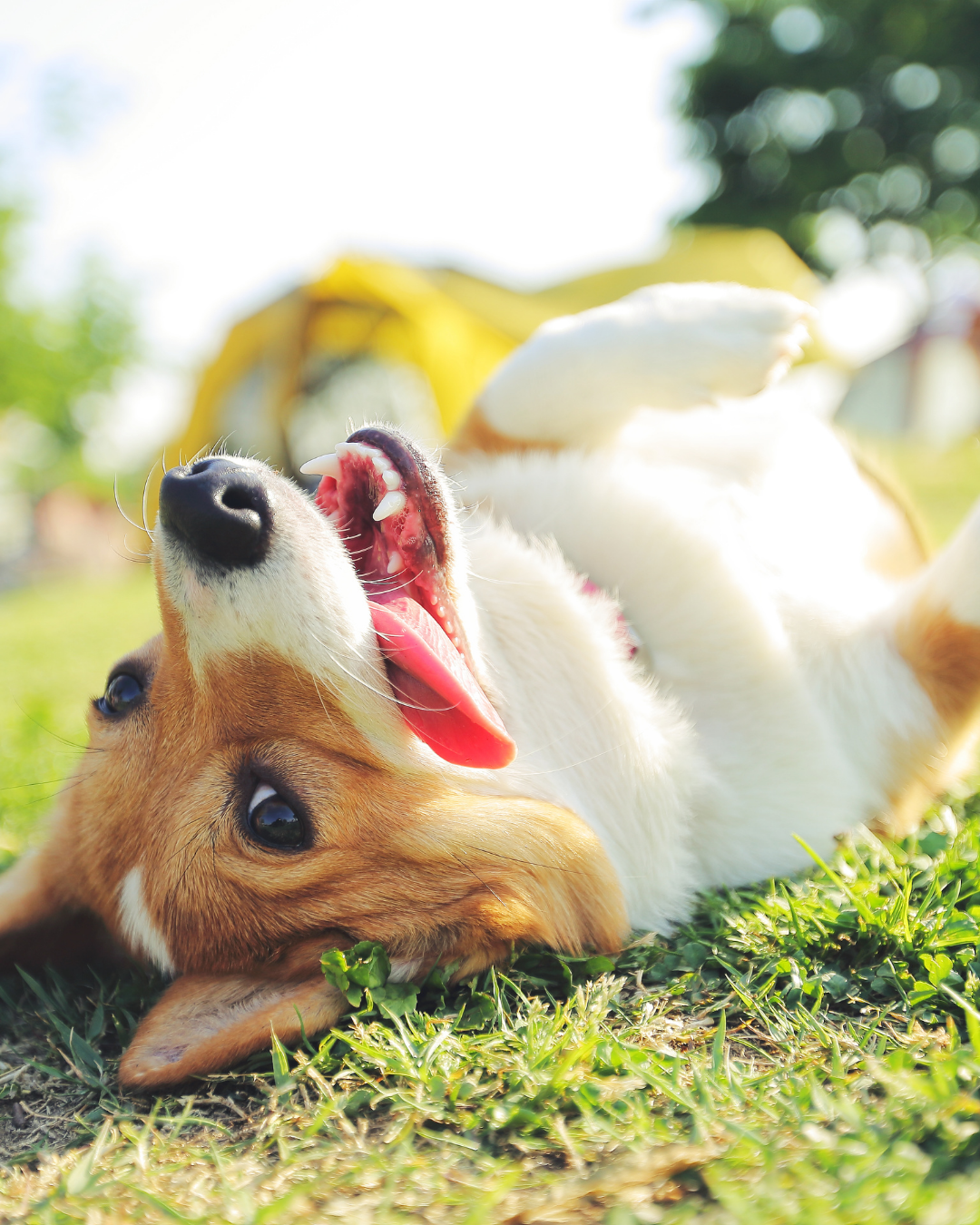 coopération entre un chien et son humain exercice éducatif