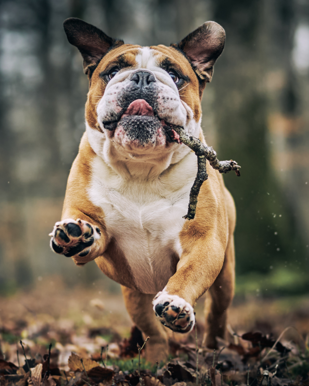 activité mentale chien en extérieur coopération promenade