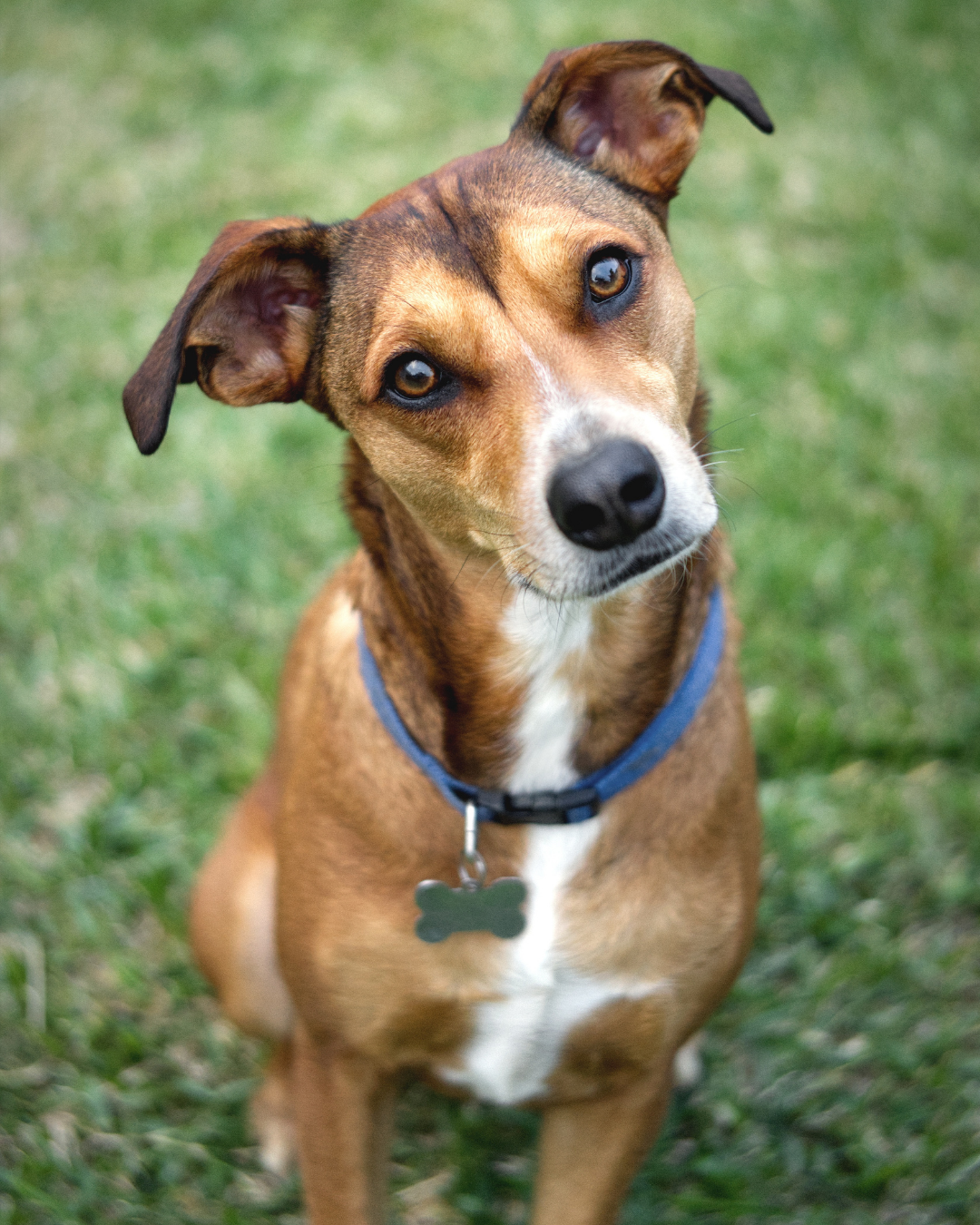 chien apprentissage trick stimulation mentale