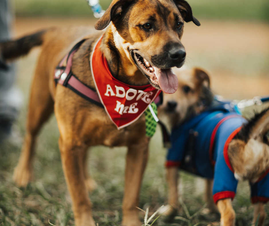 Travail de complicité et d'éducation entre un chien adopté et ses adoptants lors d'un suivi comportemental
