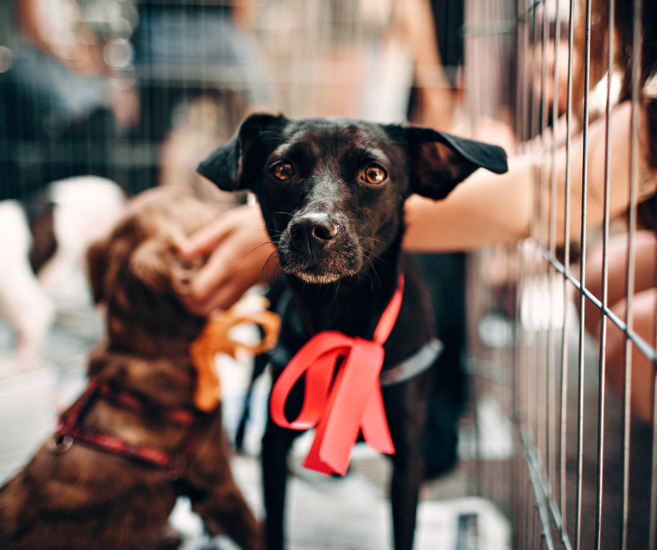 Séance d'accompagnement entre une famille et son chien rescue avec Dog Déclic en Isère