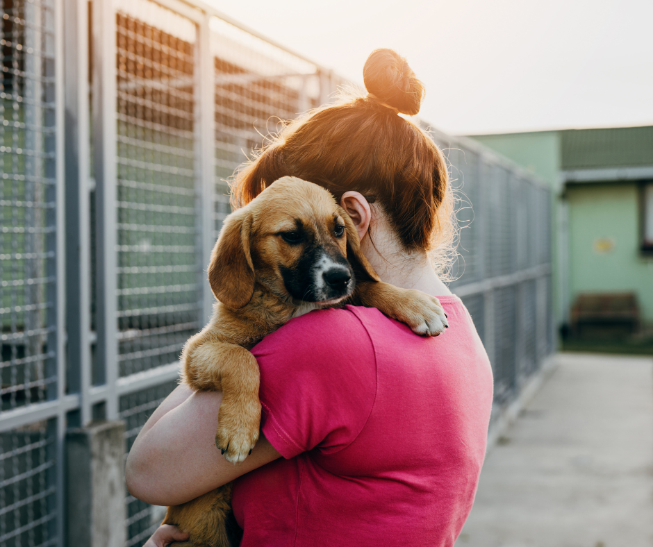 Éducateur canin spécialisé en chien adopté accompagnant un chien de refuge et sa famille à Bourgoin-Jallieu