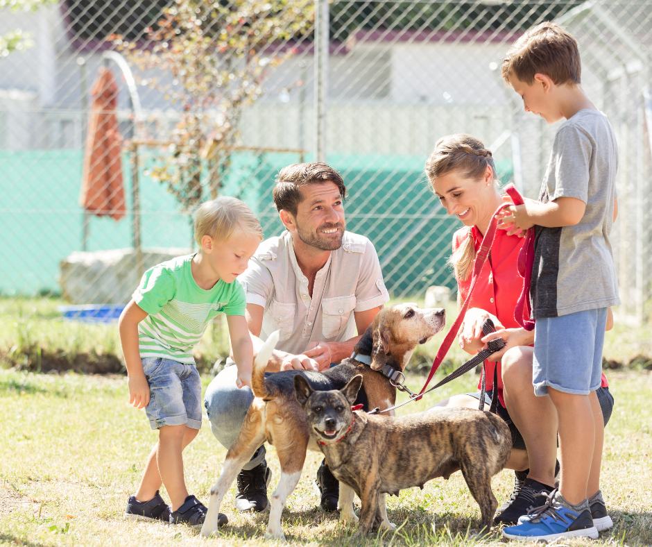 Spécialiste du chien adopté