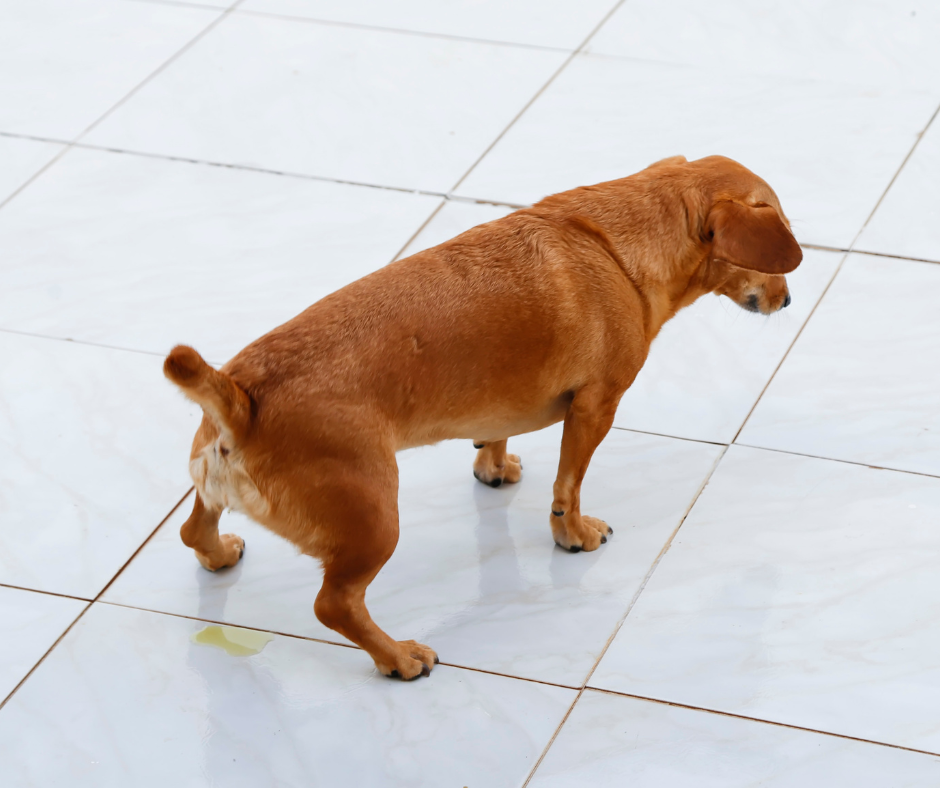 chiot et éducatrice en séance à Bourgoin-Jallieu