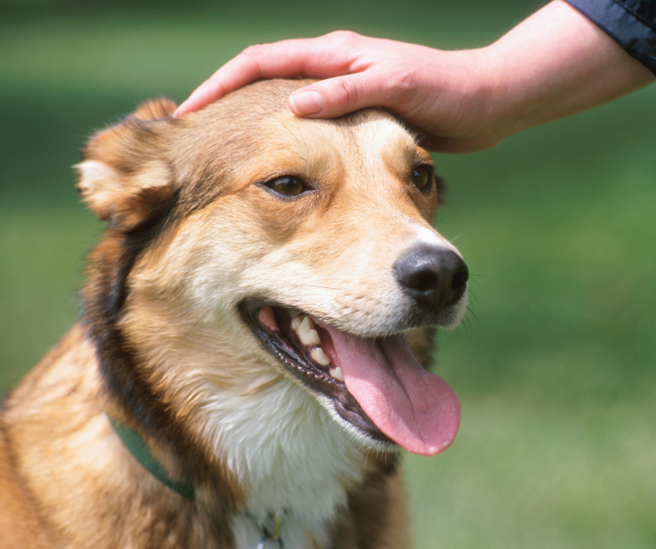 Chien qui reçoit une caresse de son humain