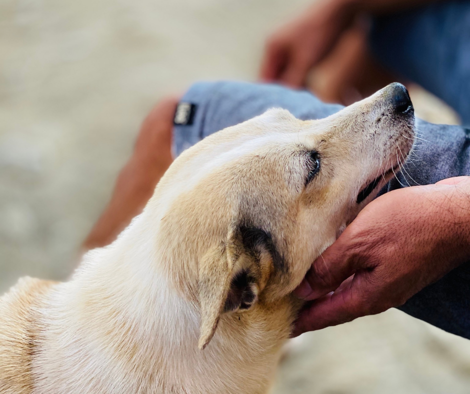 Observer les réactions de son chien pendant une caresse